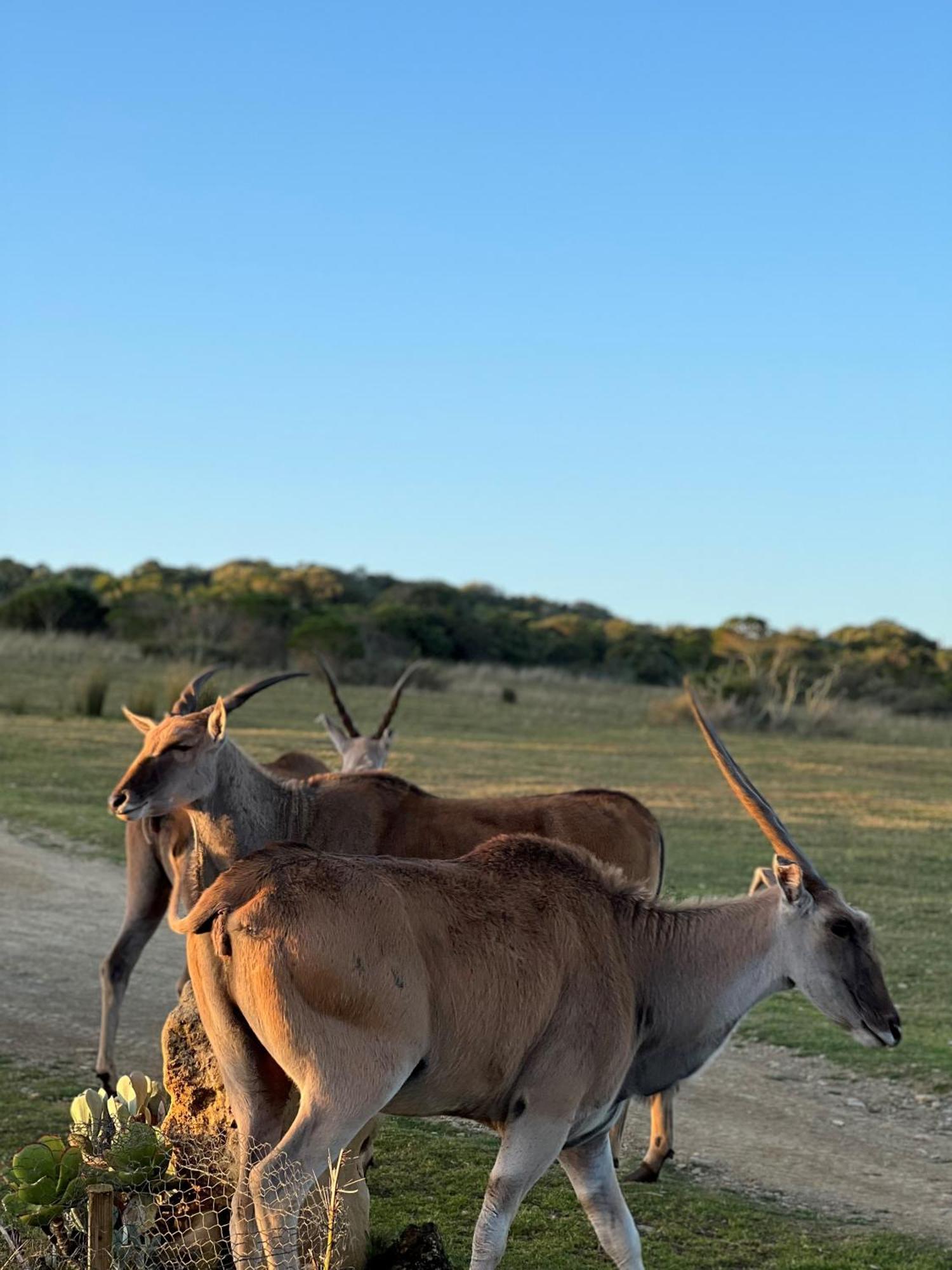 Baardbos Private Game Reserve Lägenhet Stilbaai Exteriör bild