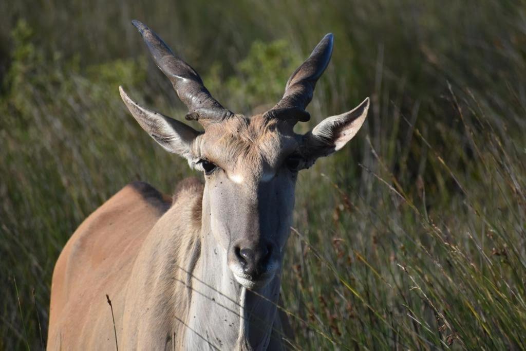 Baardbos Private Game Reserve Lägenhet Stilbaai Exteriör bild