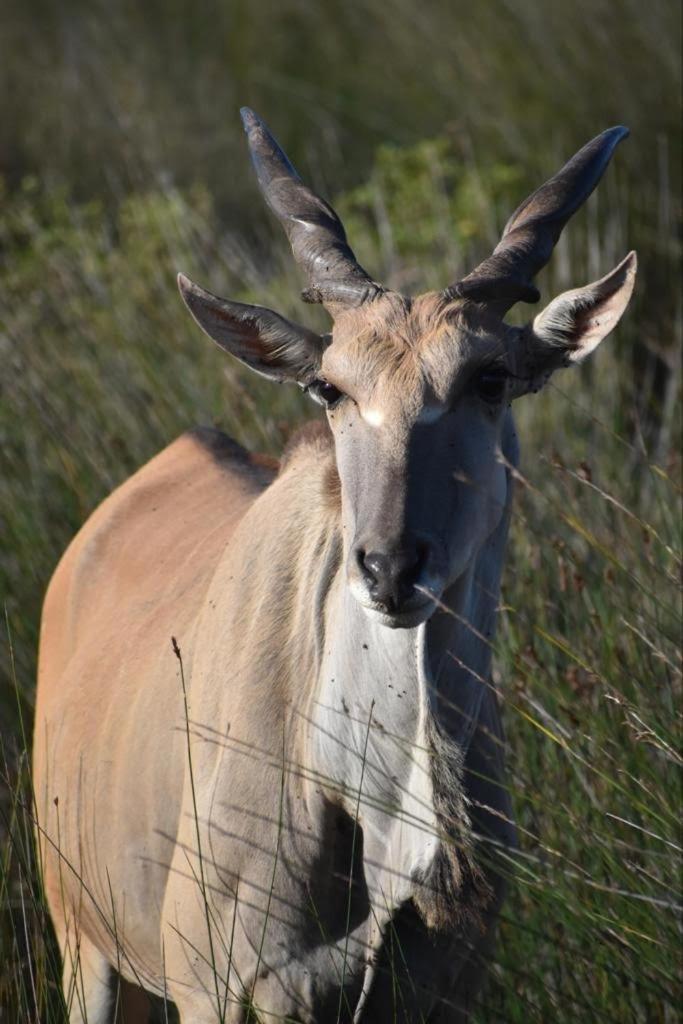 Baardbos Private Game Reserve Lägenhet Stilbaai Exteriör bild