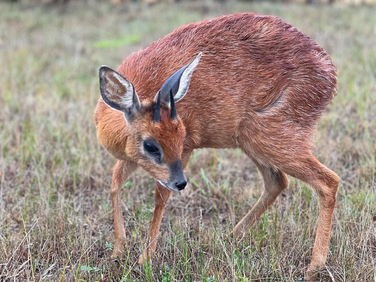 Baardbos Private Game Reserve Lägenhet Stilbaai Exteriör bild