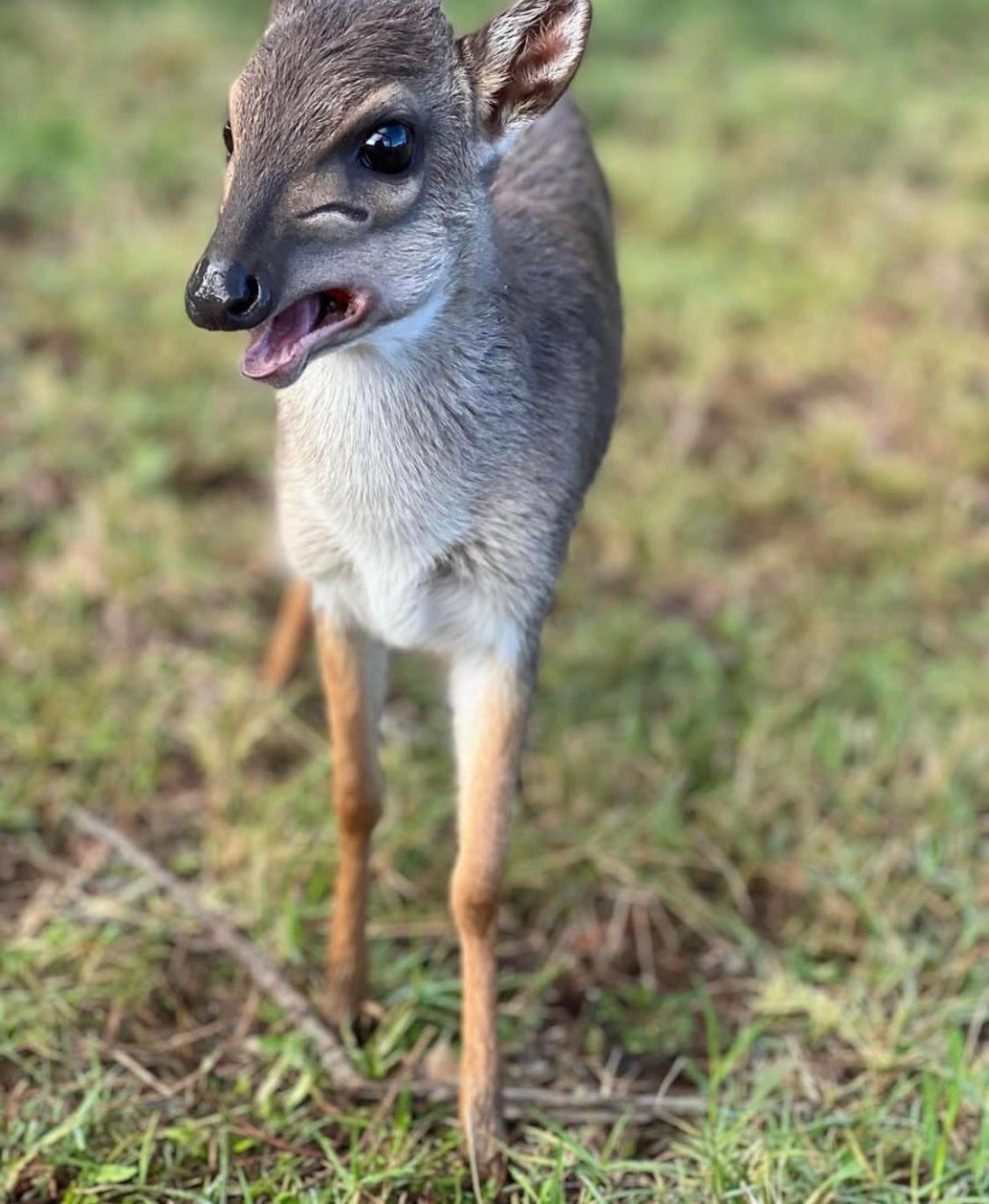 Baardbos Private Game Reserve Lägenhet Stilbaai Exteriör bild