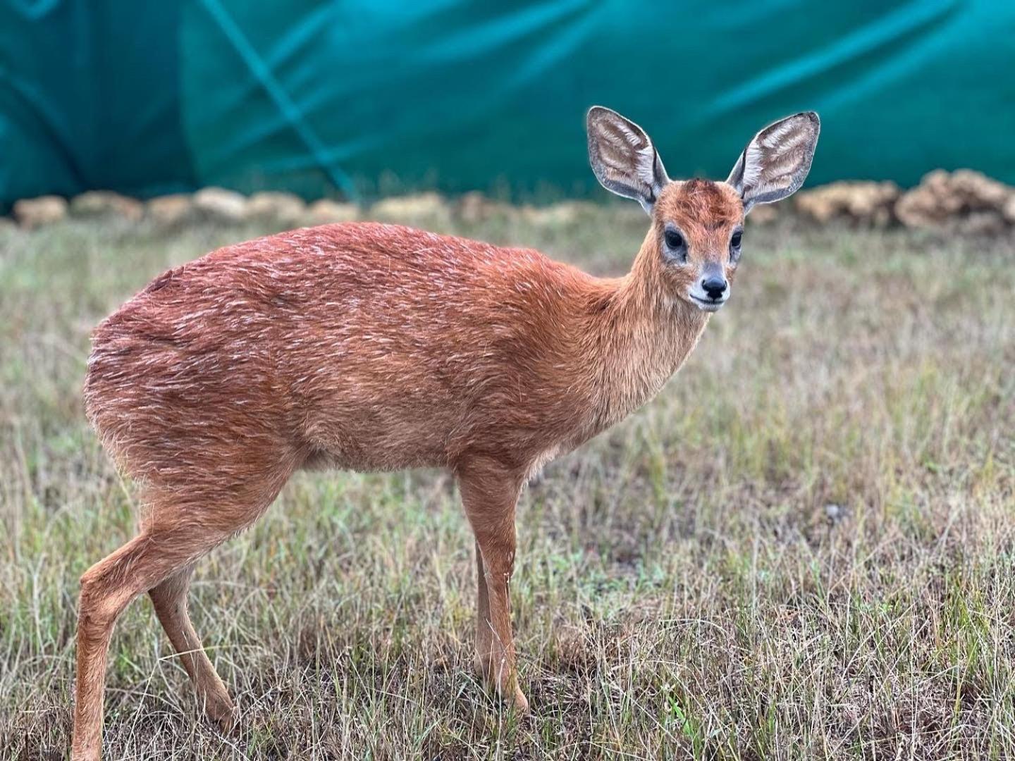 Baardbos Private Game Reserve Lägenhet Stilbaai Exteriör bild