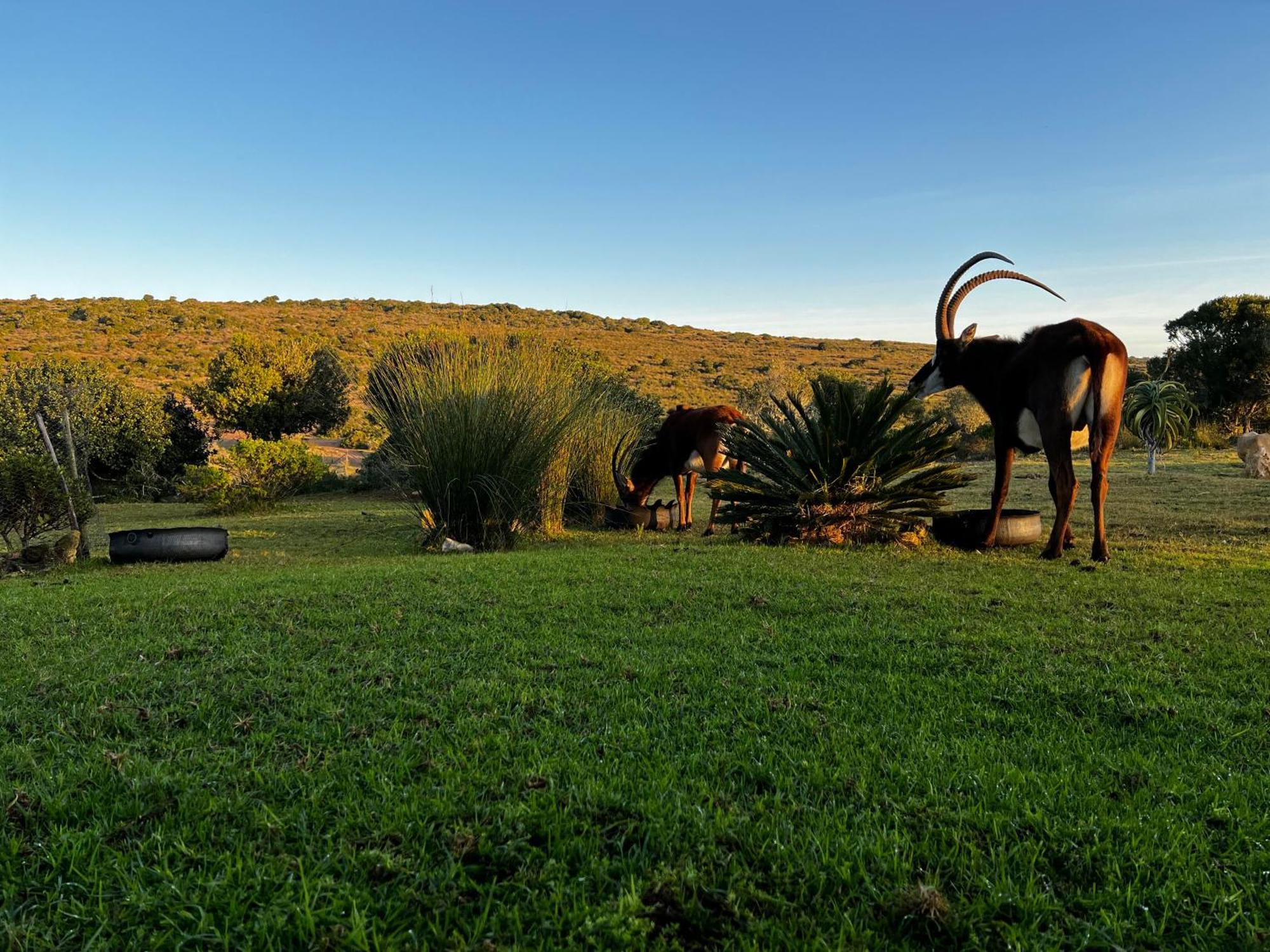 Baardbos Private Game Reserve Lägenhet Stilbaai Exteriör bild