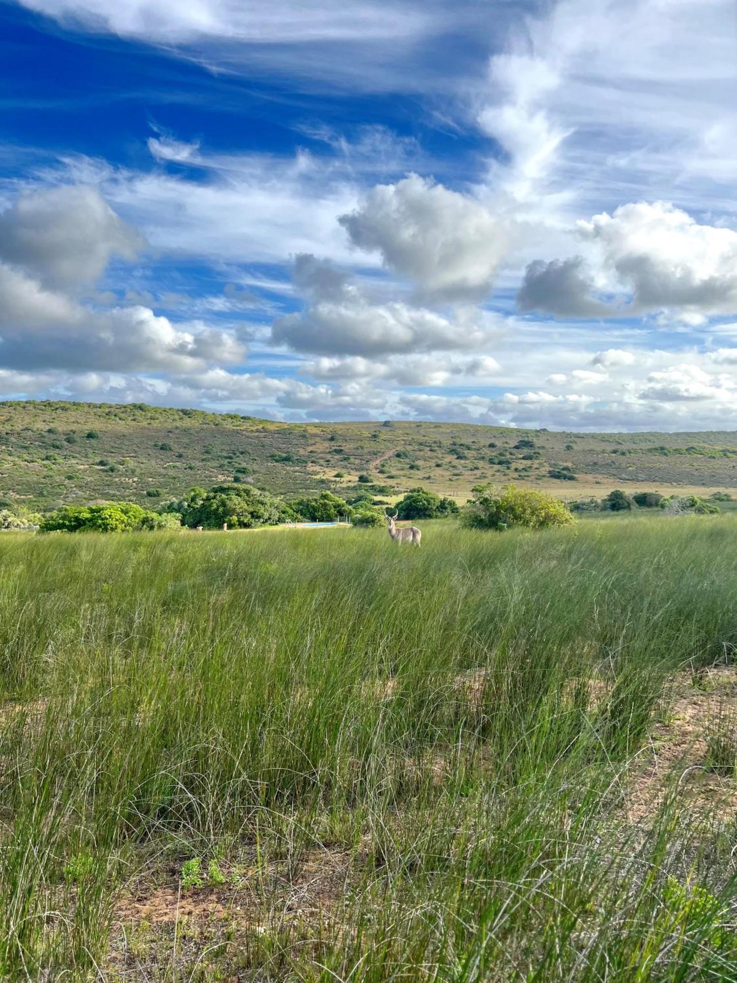 Baardbos Private Game Reserve Lägenhet Stilbaai Exteriör bild