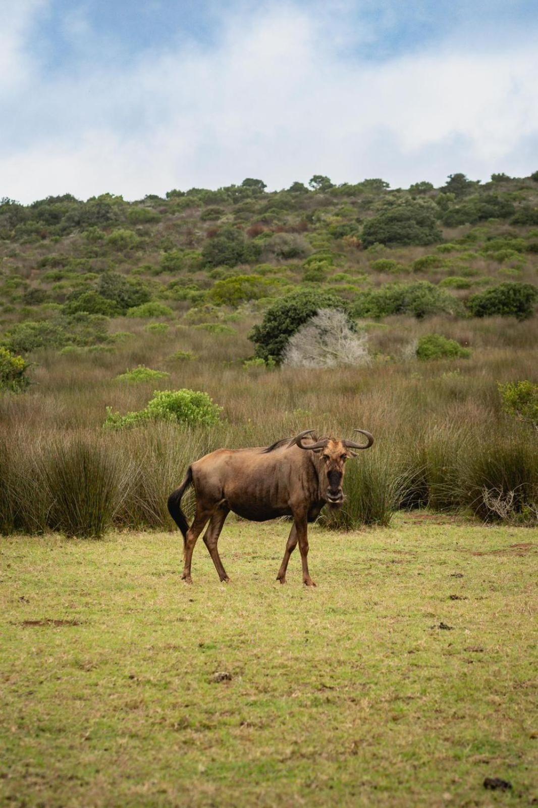 Baardbos Private Game Reserve Lägenhet Stilbaai Exteriör bild