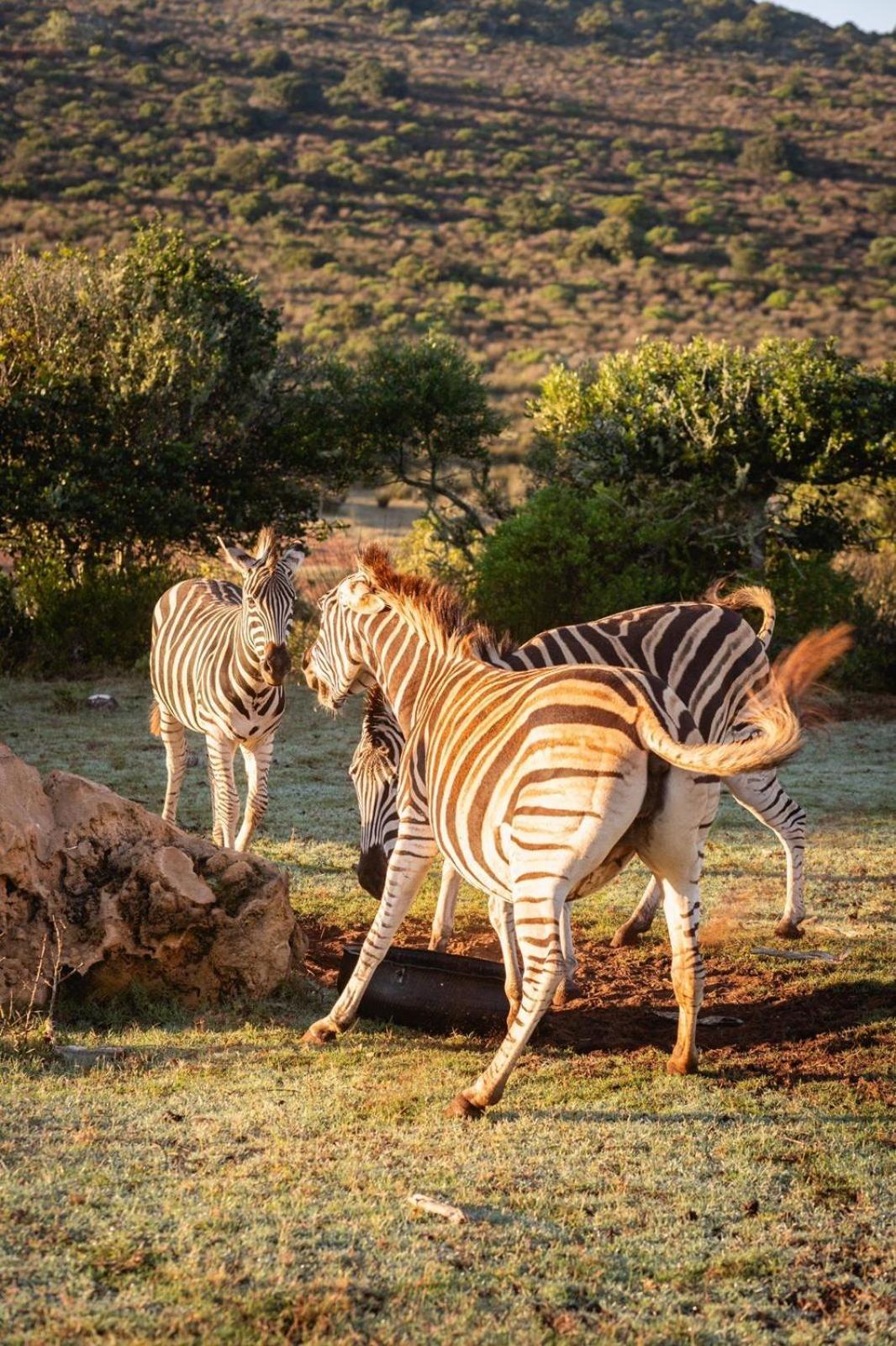 Baardbos Private Game Reserve Lägenhet Stilbaai Exteriör bild