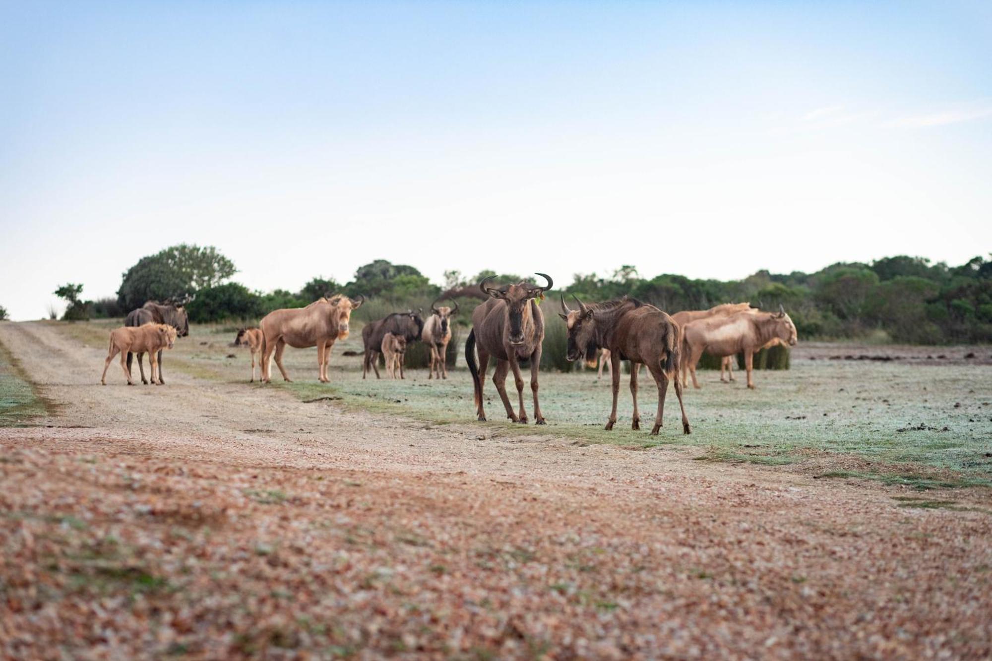 Baardbos Private Game Reserve Lägenhet Stilbaai Exteriör bild