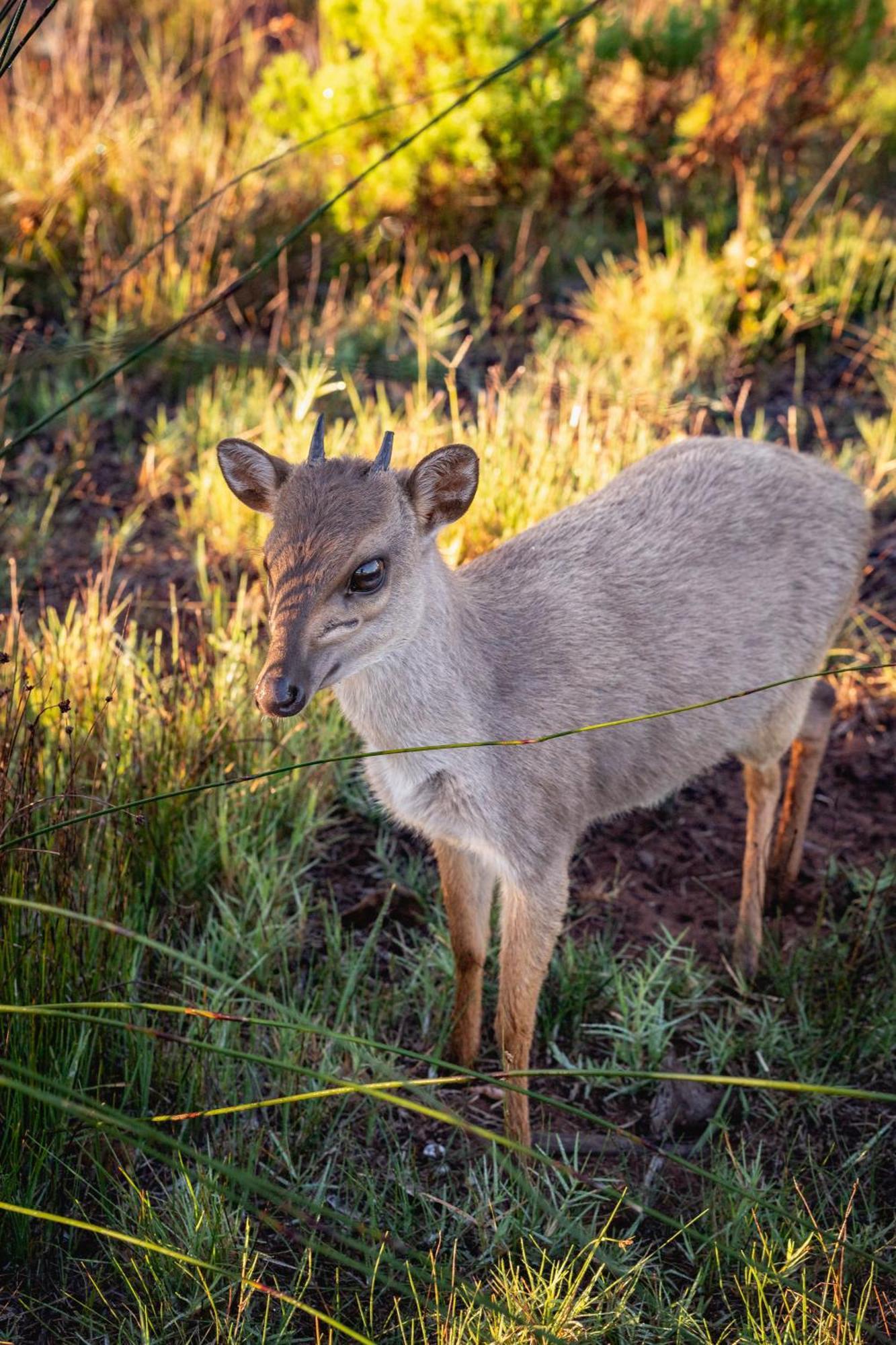 Baardbos Private Game Reserve Lägenhet Stilbaai Exteriör bild