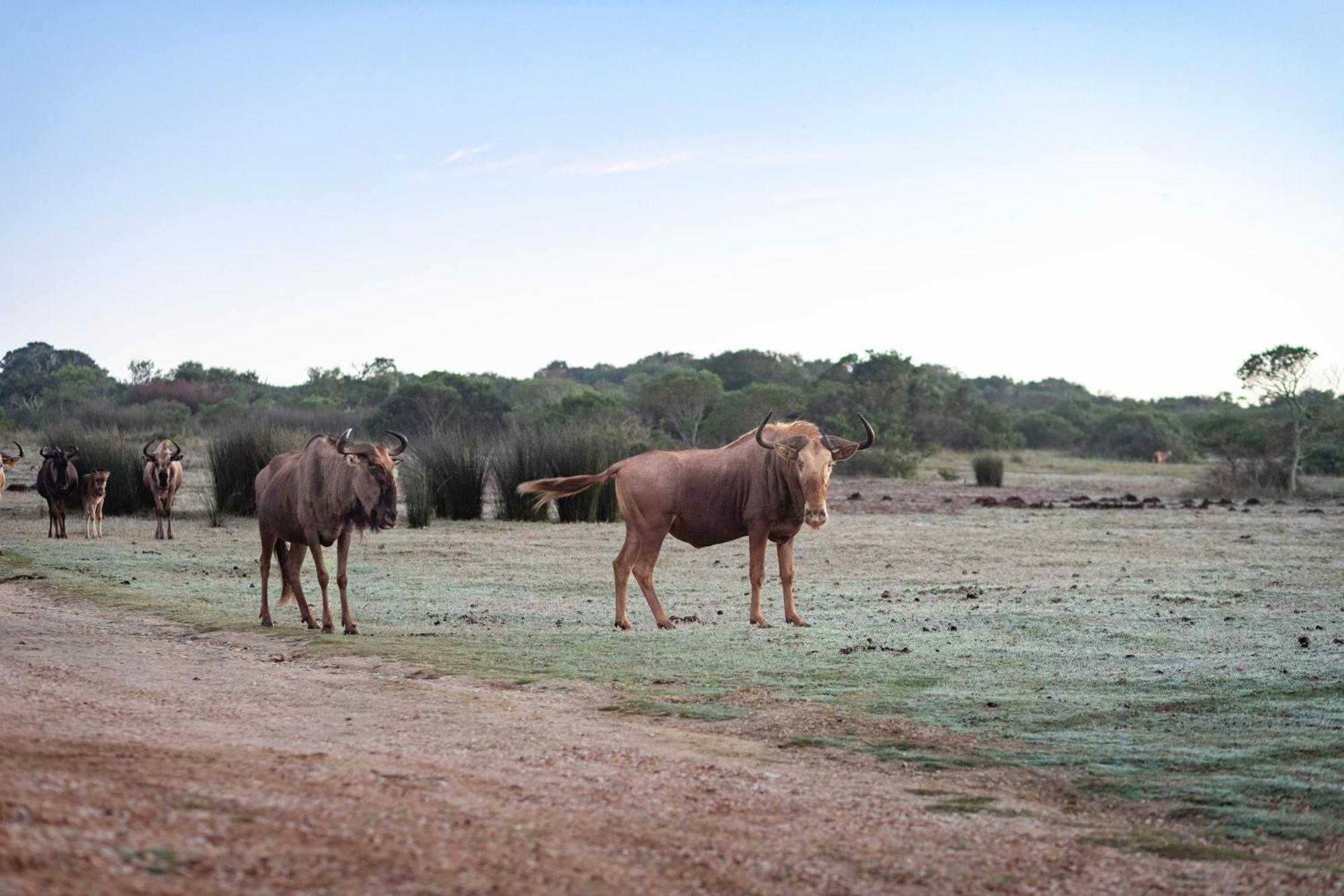 Baardbos Private Game Reserve Lägenhet Stilbaai Exteriör bild