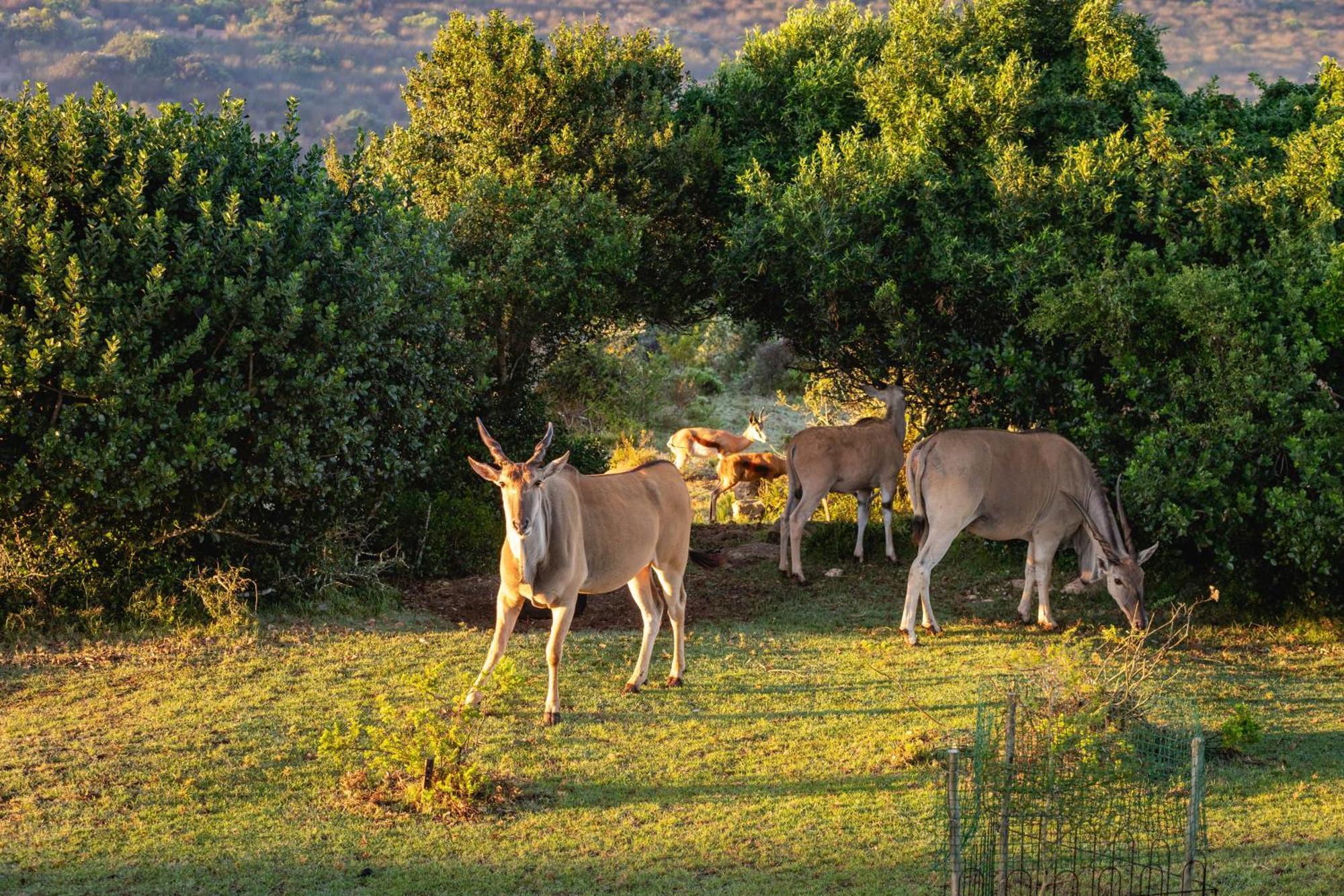 Baardbos Private Game Reserve Lägenhet Stilbaai Exteriör bild