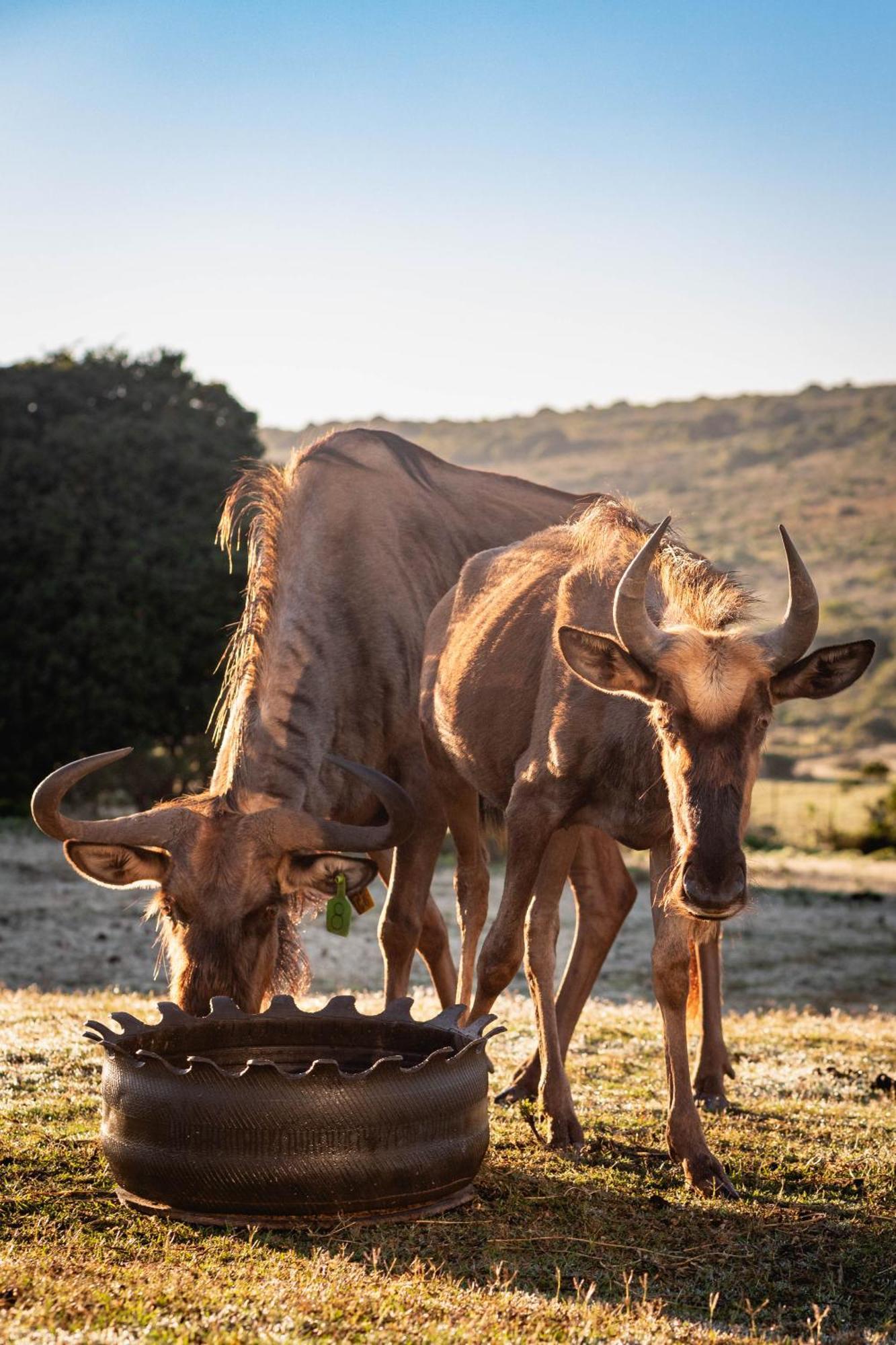 Baardbos Private Game Reserve Lägenhet Stilbaai Exteriör bild